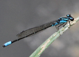 Skimming Bluet